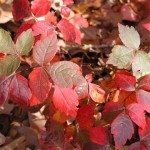 sumac grow - patuxent nursery