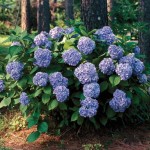 summer beauty hydrangeas - patuxent nursery