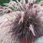 Pennisetum rubrum - Patuxent Nursery