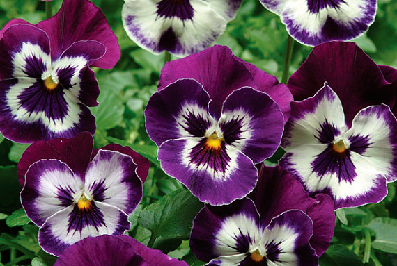 Panolas - What is the Difference Between Pansies, Violas and Panolas? Patuxent Nursery