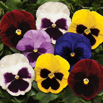 What is the Difference Between Pansies, Violas and Panolas? Patuxent Nursery