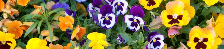 Pansies