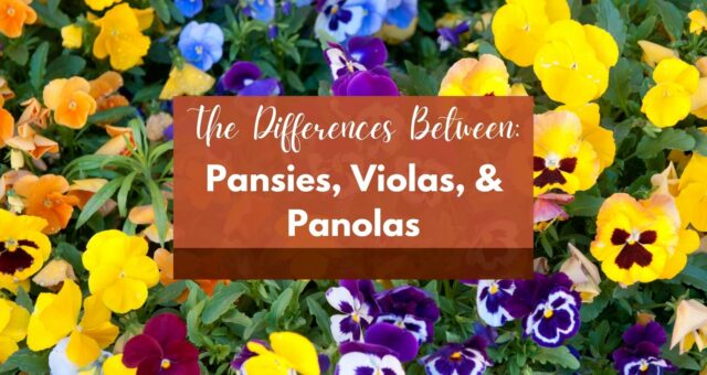 What is the Difference between Pansies, Violas and Panolas?