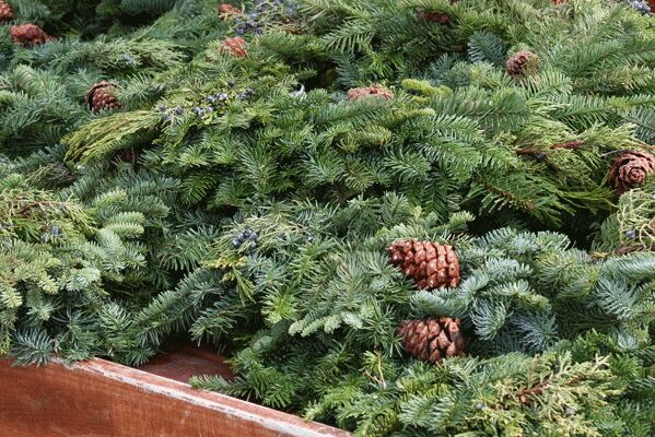 Get Your Fresh Cut Christmas Greenery at Patuxent Nursery Get Your Fresh Cut Christmas Greenery at Patuxent Nursery