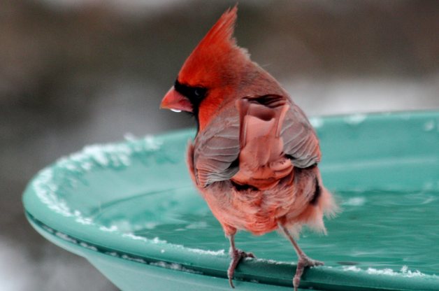 Feeding Backyard Birds in the Winter - Cardinals - Patuxent Nursery