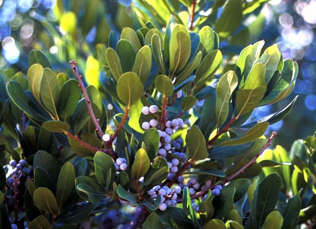 Bayberry - Best Trees and Shrubs for Birds - Patuxent Nursery