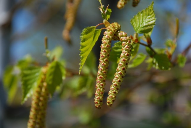 European Birch - Trees and Shrubs for Birds - Patuxent Nursery