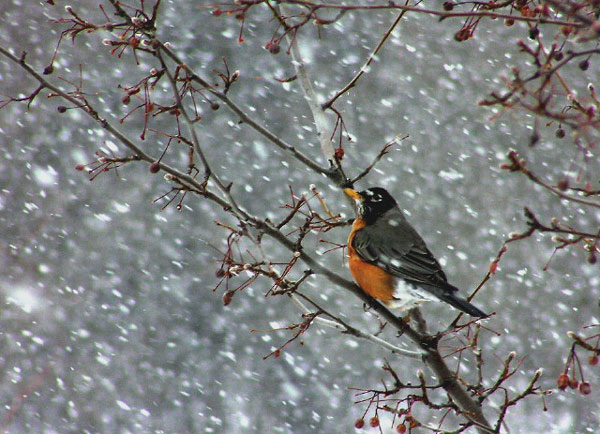 Feeding Backyard Birds in the Winter - Robins - Patuxent Nursery