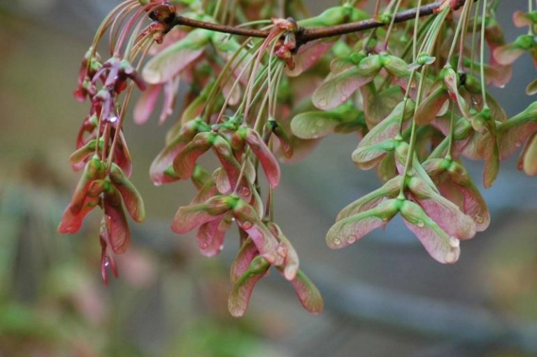 Best Trees and Shrubs for Birds in the Winter Patuxent Nursery