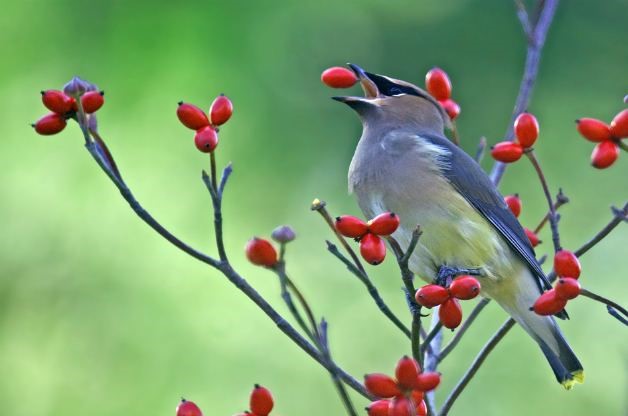 Native Dogwood - Best Trees and Shrubs for Birds - Patuxent Nursery