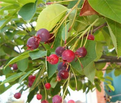 Serviceberry - Trees and Shrubs for Birds - Patuxent Nursery