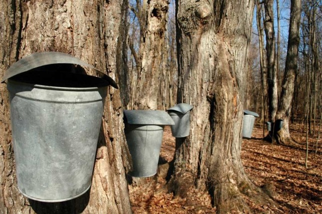 Sugar Maple - The Sweetest Tree in the Yard | Patuxent Nursery