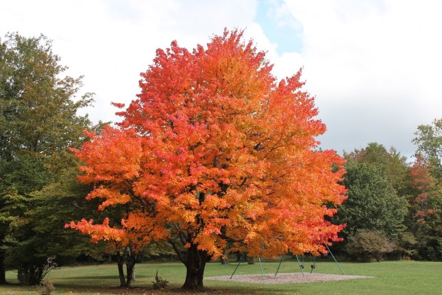 Sugar Maple - The Sweetest Tree in the Yard | Patuxent Nursery