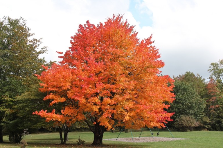 Sugar Maple The Sweetest Tree In The Yard Patuxent Nursery sugar-maple-the-sweetest-tree-in-the-yard-patuxent-nursery