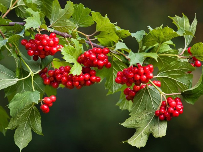 Viburnum - Best Trees and Shrubs for Birds - Patuxent Nursery