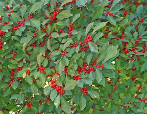 Winterberry Holly - Best Trees and Shrubs for Birds Winterberry Holly - Best Trees and Shrubs for Birds
