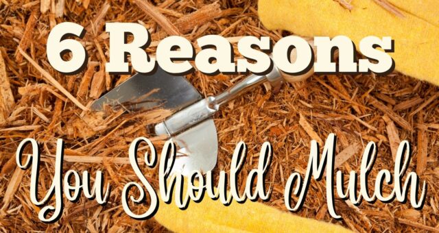 6 Reasons You Should Mulch