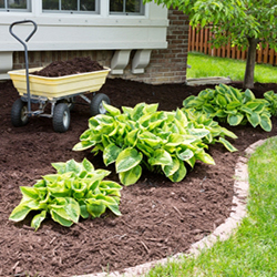 6 Reasons You Should Mulch - Patuxent Nursery