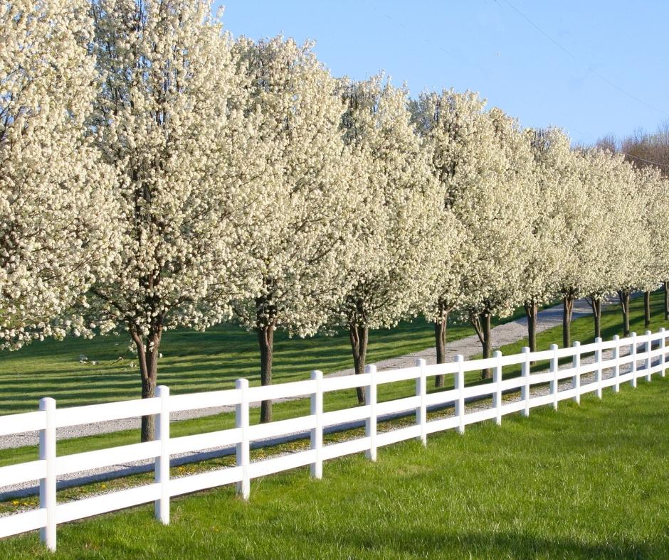 Flowering Pear