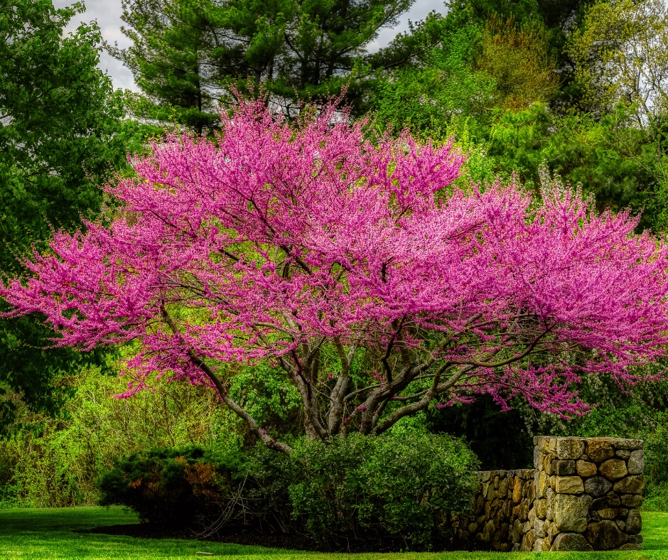 Flowering Redbud