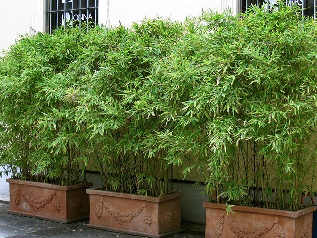 bamboo pots