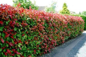 photinia hedge