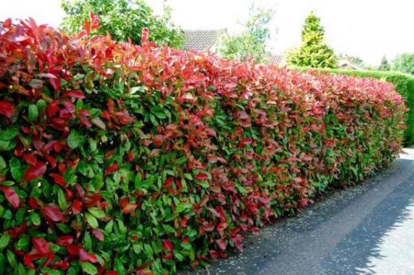 photinia hedge