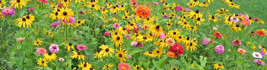 How to Plant a Wildflower Garden - Patuxent Nursery