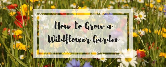 How to Grow A Wildflower Garden