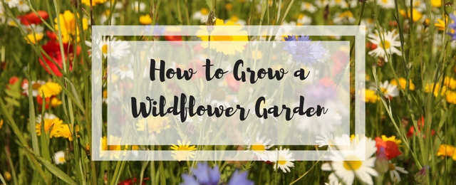 Wildflowers: Growing Wildflowers in Your Garden, Regional Lists