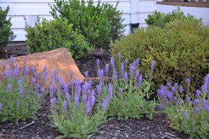 Salvia Perennials for Sale Online