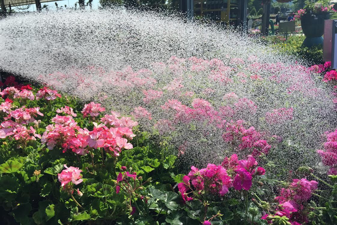 Did you know you can plant in the summer? Patuxent Nursery