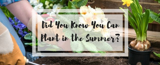 Did You Know You Can Plant in the Summer?