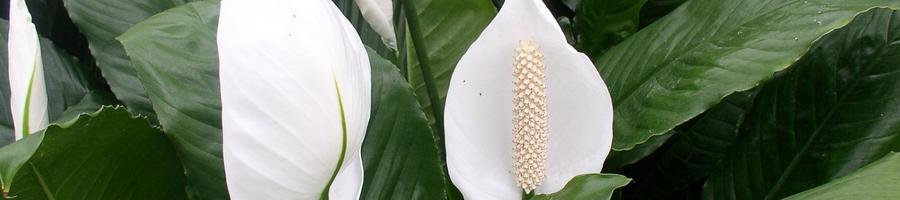 peace lily