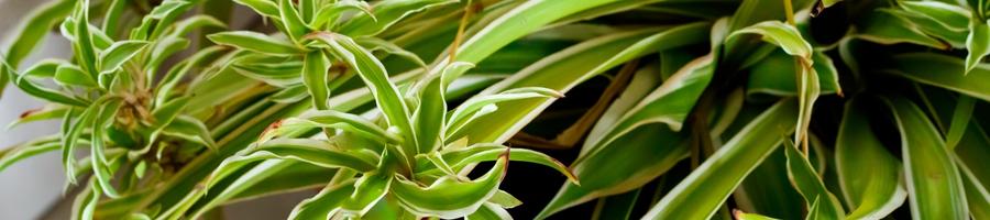 spider plants