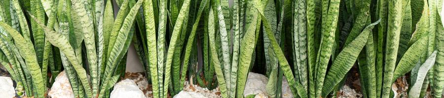 snake plants