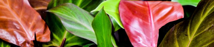 philodendron