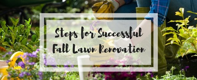 8 Steps for Successful Fall Lawn Renovation