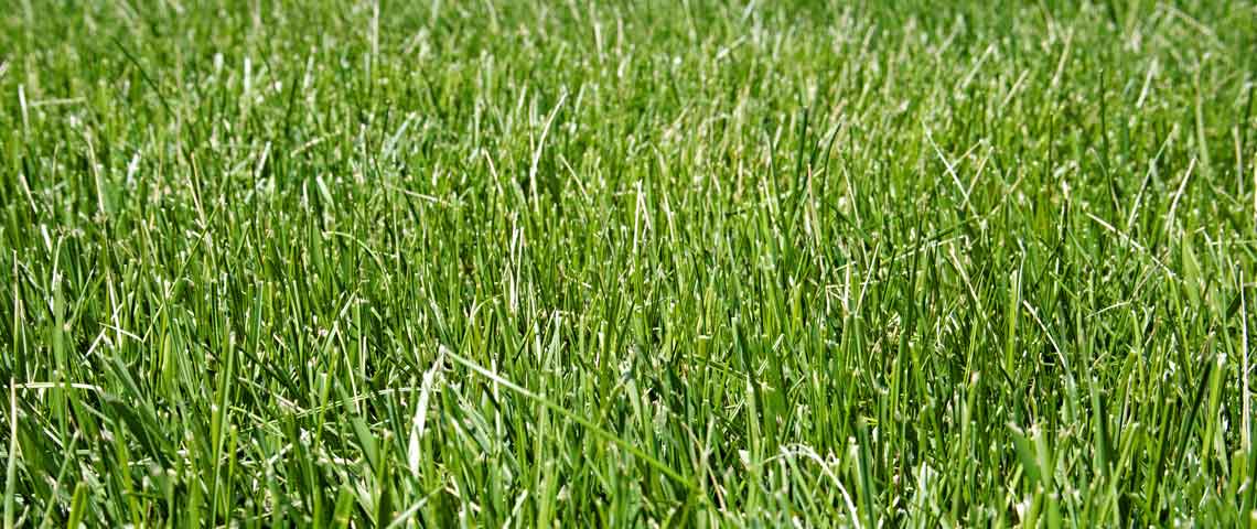 Types of Grass Seed Maryland Plant Nursery