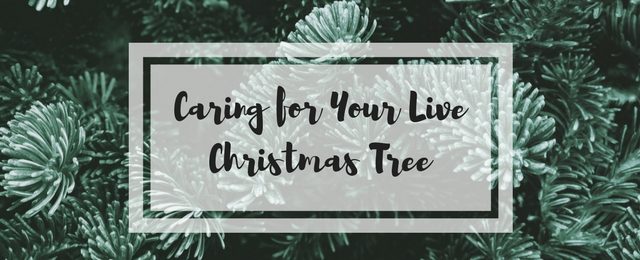 Caring for Your Live Christmas Tree