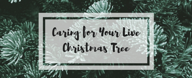 Caring For Your Live Christmas Tree