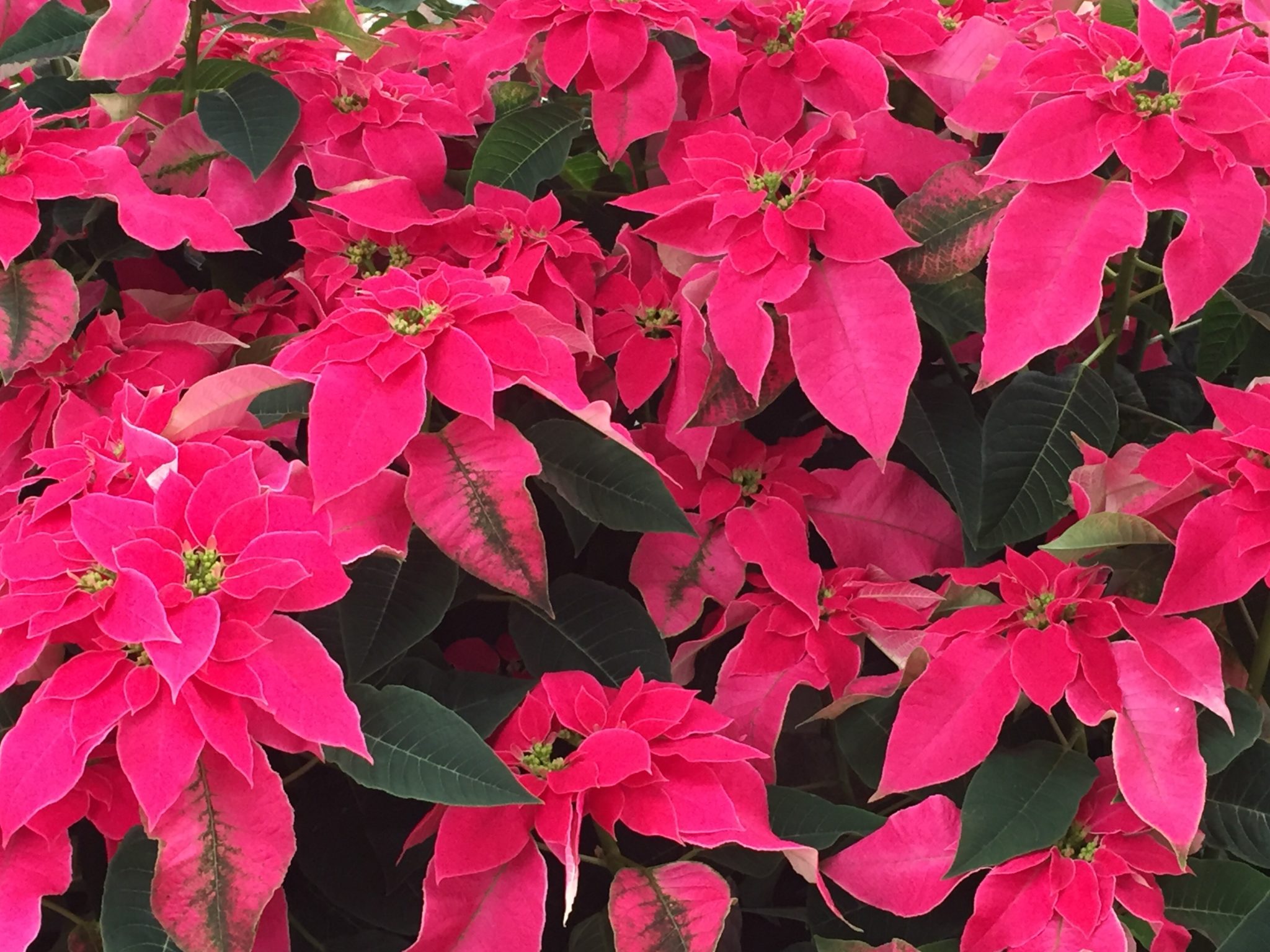 Poinsettias for Sale Patuxent Nursery, MD Plant Nursery