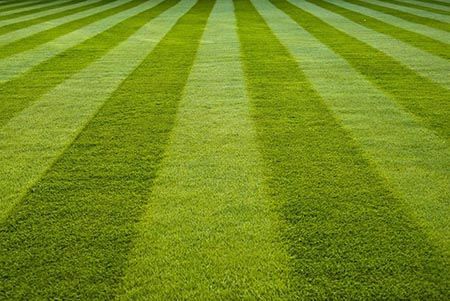 Lawn Disease Control- Lawn and Garden Care for Sale in Bowie, MD | Patuxent Nursery Lawn Disease Control- Lawn and Garden Care for Sale in Bowie, MD | Patuxent Nursery