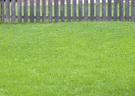 Lawn Weed and Feed - Lawn and Garden Care for Sale in Bowie, MD | Patuxent Nursery