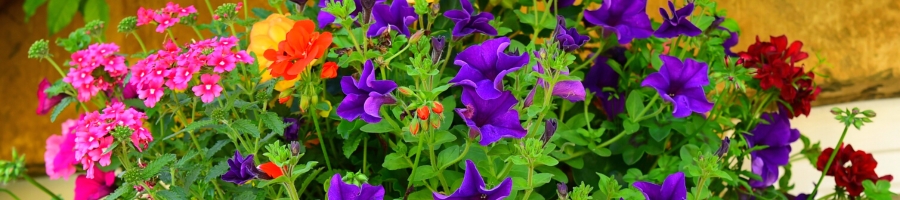 annual hanging basket