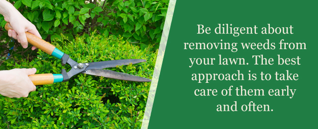 Removing Weeds Lawn Care