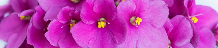 african violet