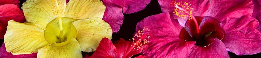 Hibiscus