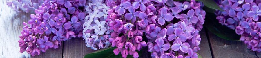 Lilacs