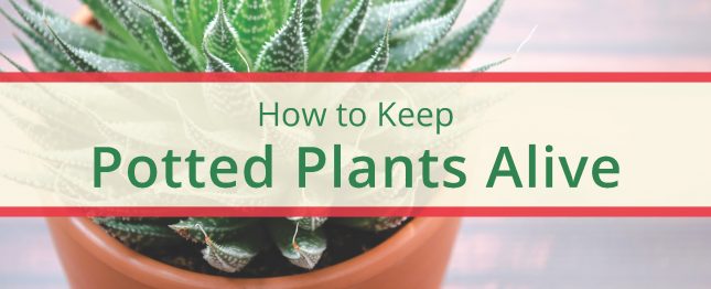 Potted Plants Plant Care